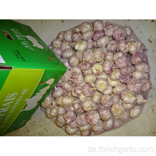 Neue Ernte frischer Knoblauch für den Export